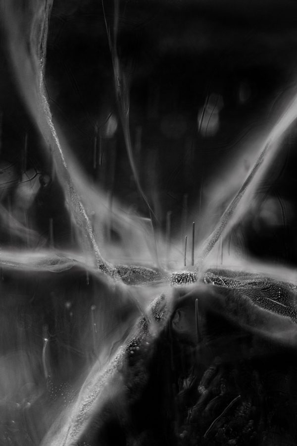 Syntropy-2